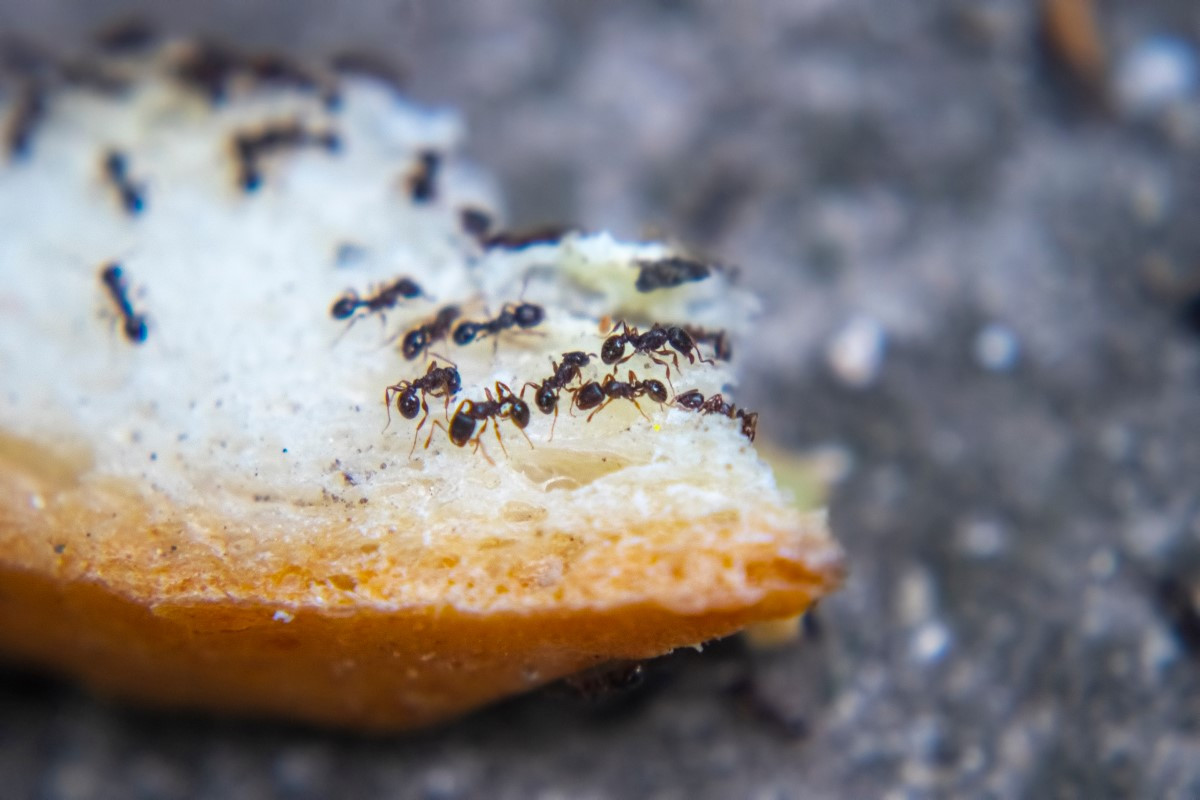 Jak pozbyć się mrówek?