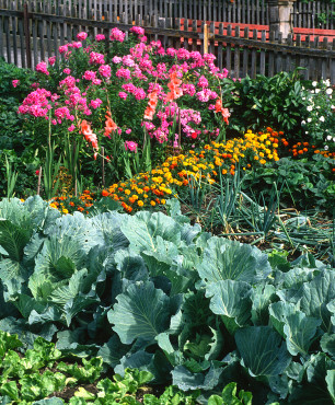 Wiejski ogród warzywny