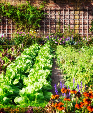 Duży ogród warzywny