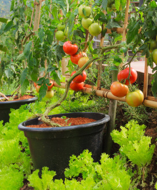 Pomidory w twoim ogrodzie